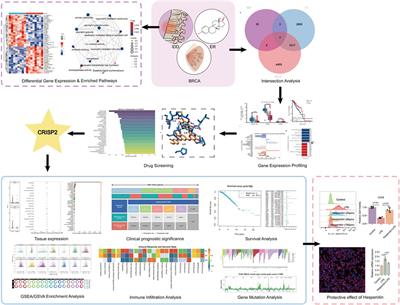Investigating the therapeutic potential of hesperidin targeting CRISP2 in intervertebral disc degeneration and cancer risk mitigation